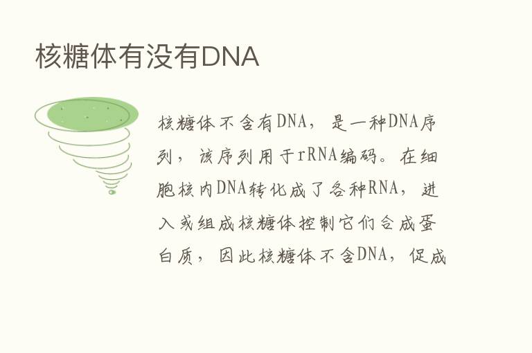 核糖体有没有DNA