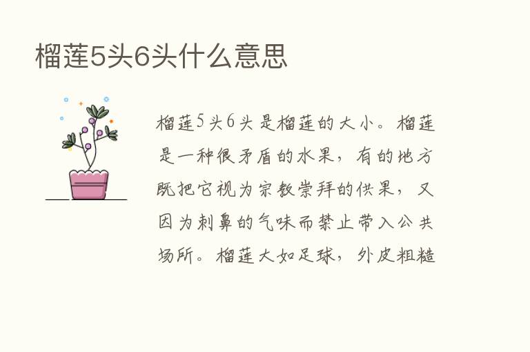 榴莲5头6头什么意思