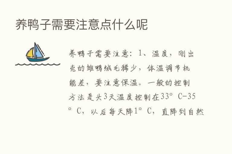 养鸭子需要注意点什么呢