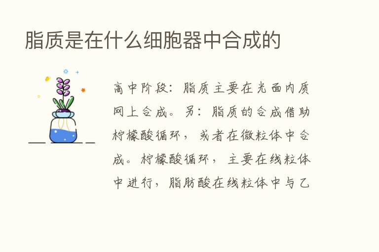 脂质是在什么细胞器中合成的