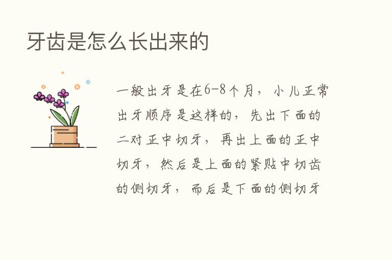 牙齿是怎么长出来的