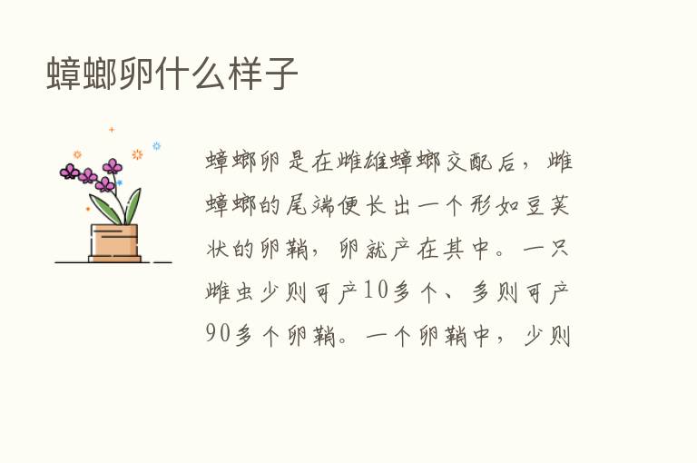 蟑螂卵什么样子