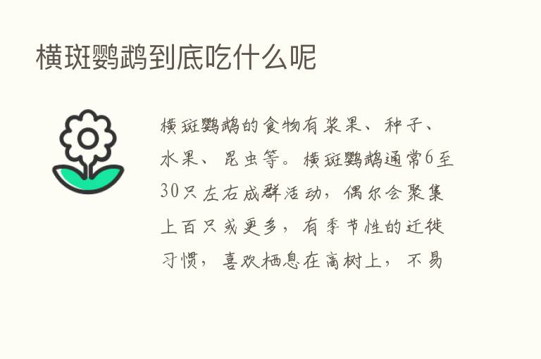 横斑鹦鹉到底吃什么呢