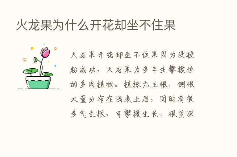 火龙果为什么开花却坐不住果