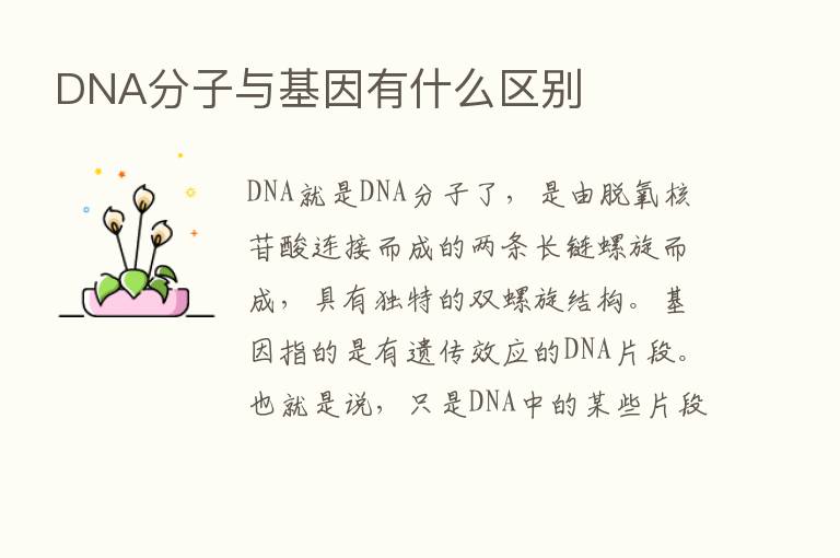 DNA分子与基因有什么区别