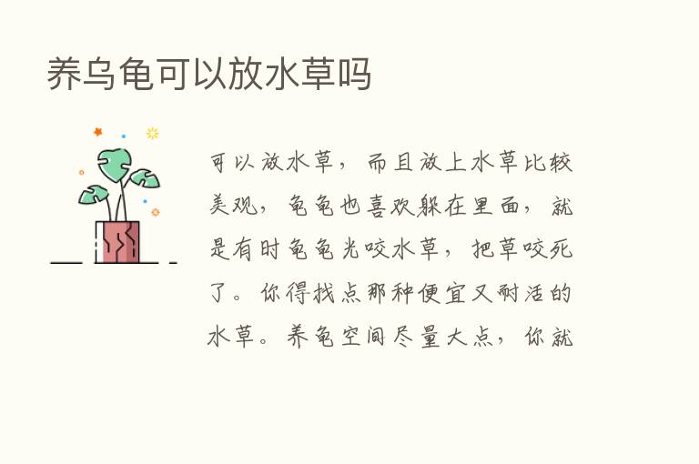 养乌龟可以放水草吗