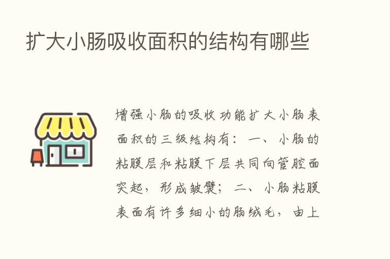 扩大小肠吸收面积的结构有哪些