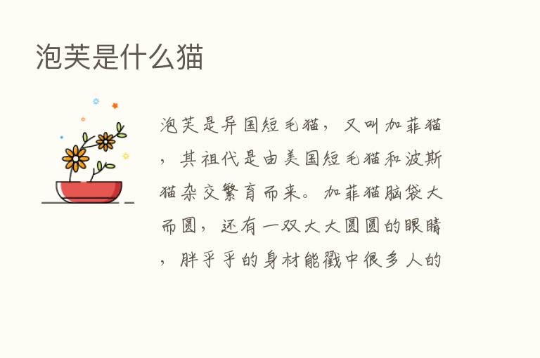 泡芙是什么猫