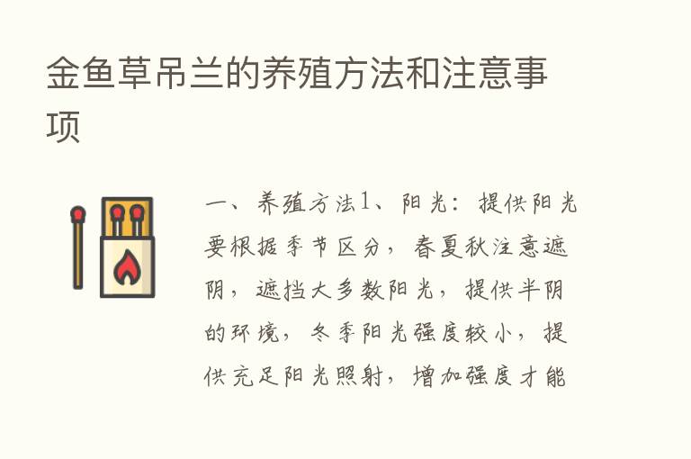 金鱼草吊兰的养殖方法和注意事项