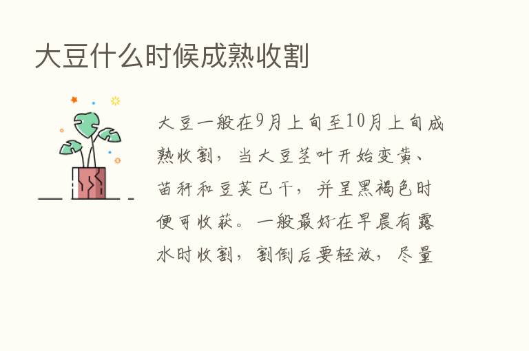 大豆什么时候成熟收割