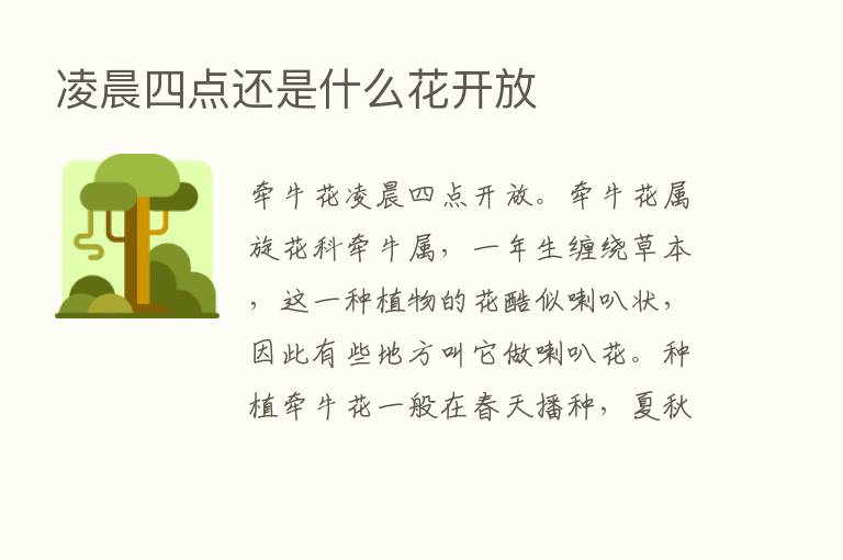 凌晨四点还是什么花开放