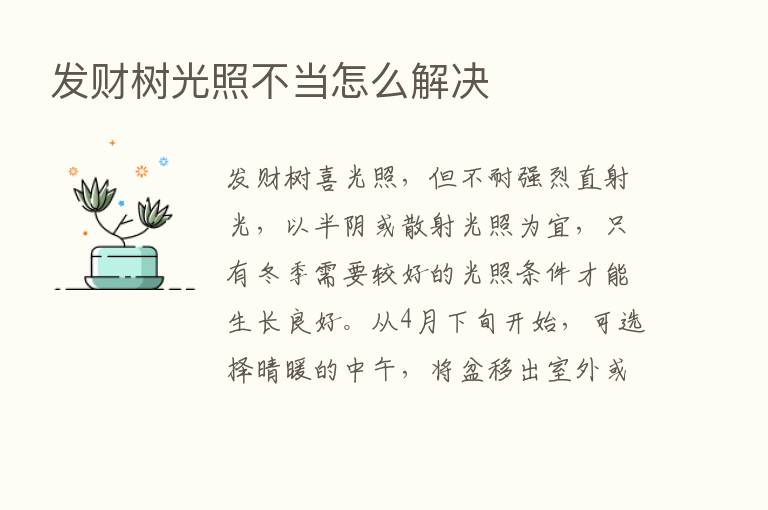 发财树光照不当怎么解决