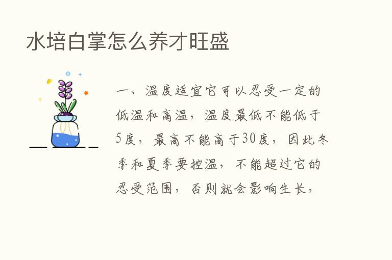 水培白掌怎么养才旺盛