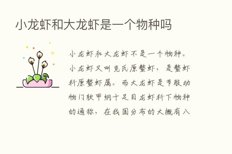 小龙虾和大龙虾是一个物种吗