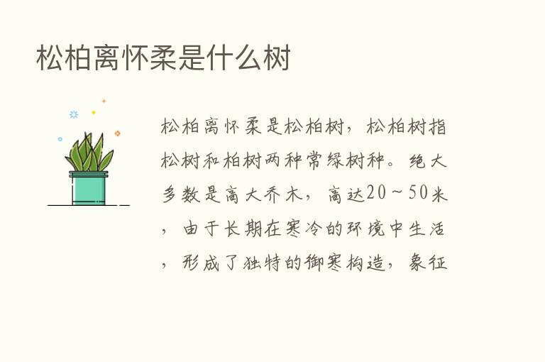 松柏离怀柔是什么树