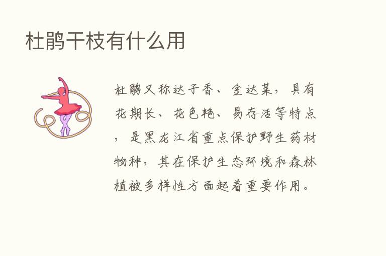 杜鹃干枝有什么用