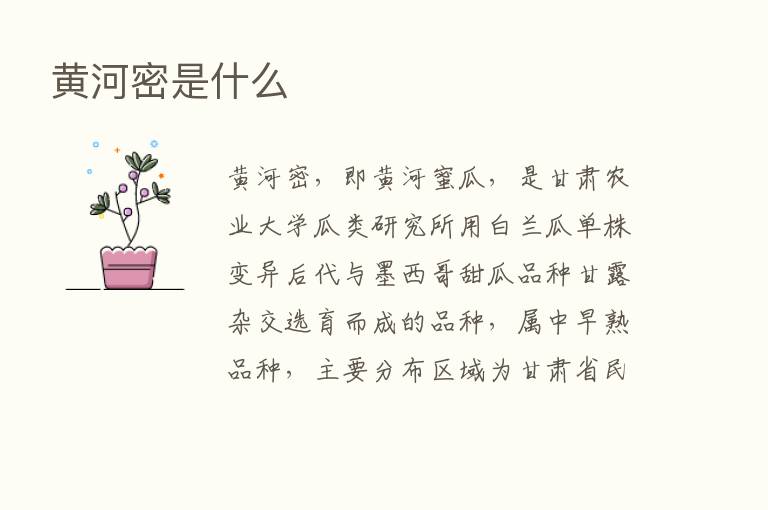 黄河密是什么