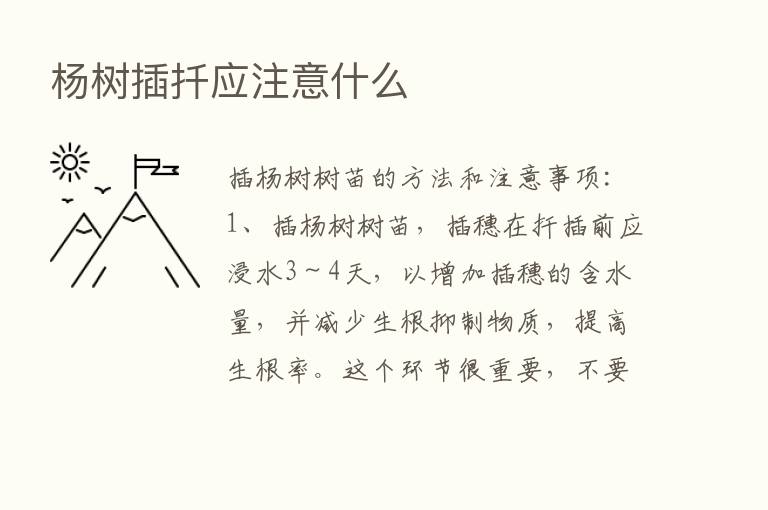 杨树插扦应注意什么