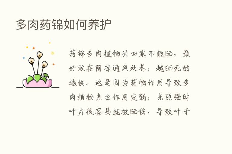 多肉药锦如何养护