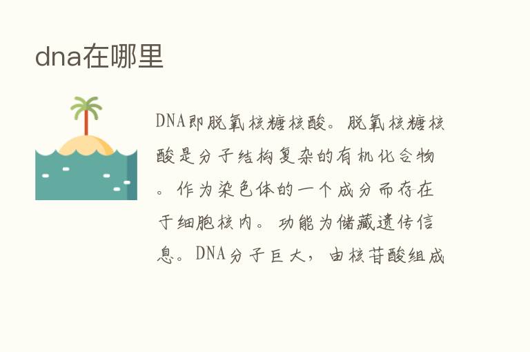 dna在哪里