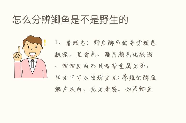 怎么分辨鲫鱼是不是野生的