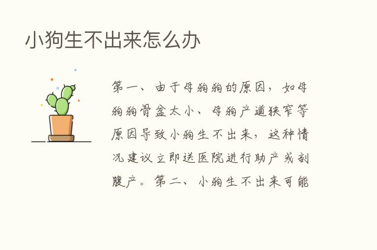 小狗生不出来怎么办