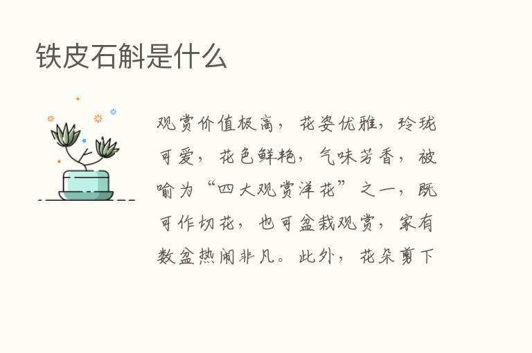 铁皮石斛是什么