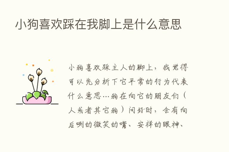 小狗喜欢踩在我脚上是什么意思