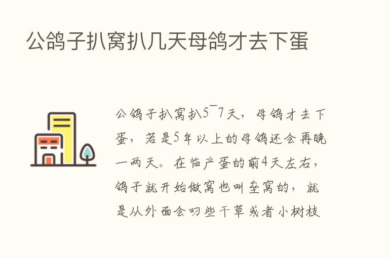 公鸽子扒窝扒几天母鸽才去下蛋