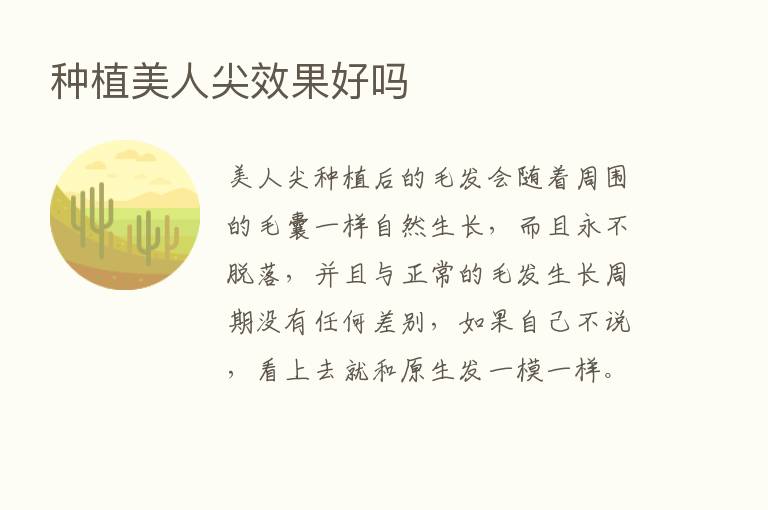 种植美人尖效果好吗