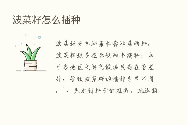 波菜籽怎么播种