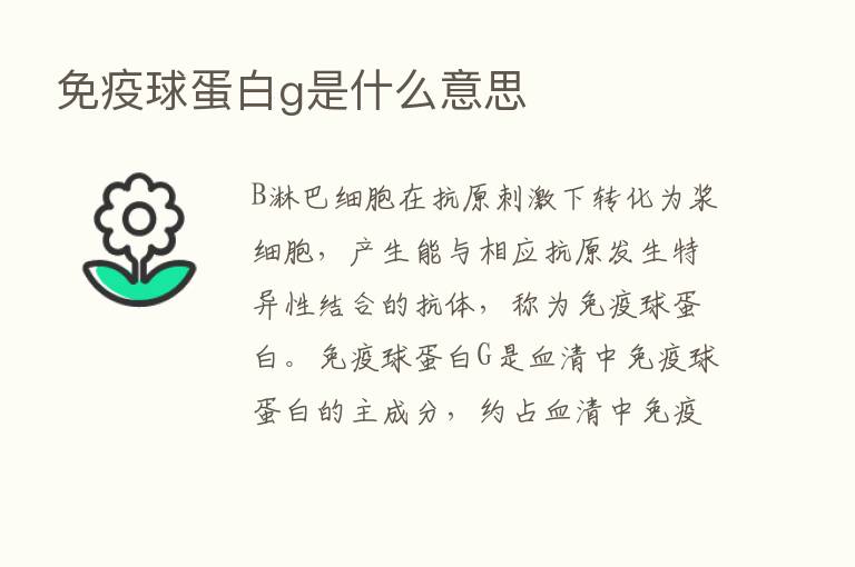 免疫球蛋白g是什么意思