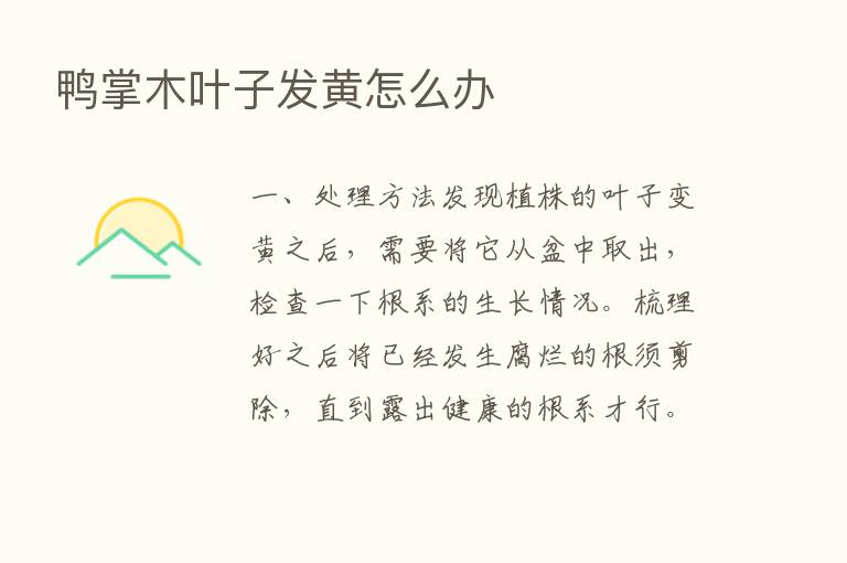 鸭掌木叶子发黄怎么办