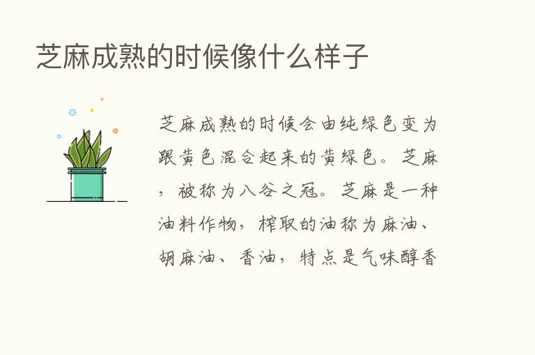 芝麻成熟的时候像什么样子