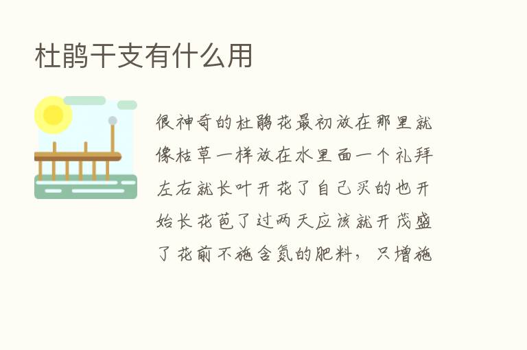 杜鹃干支有什么用