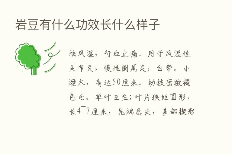 岩豆有什么功效长什么样子