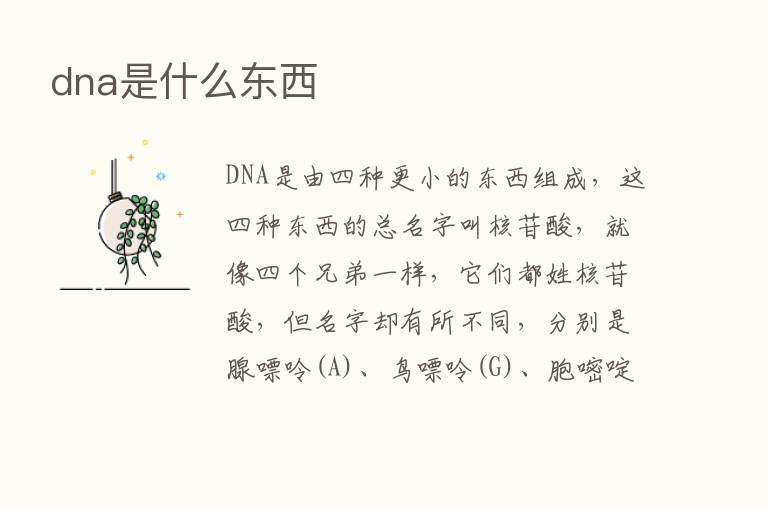 dna是什么东西