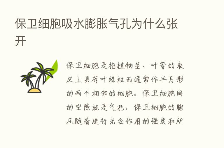 保卫细胞吸水膨胀气孔为什么张开