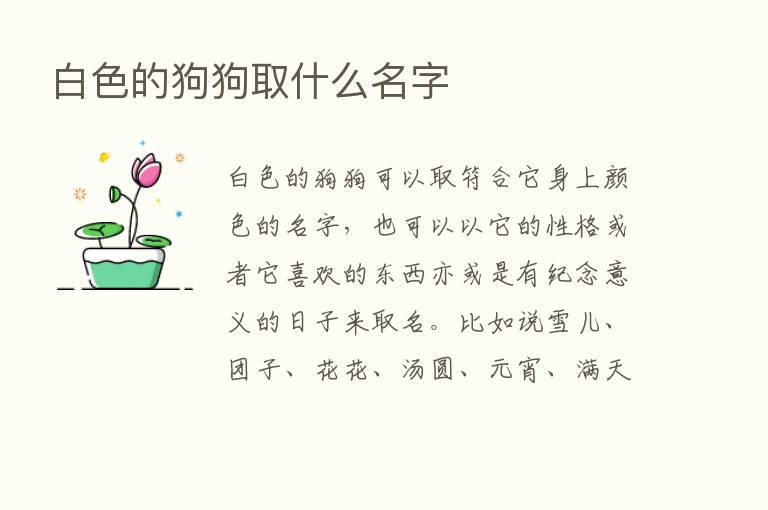 白色的狗狗取什么名字