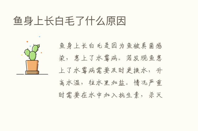 鱼身上长白毛了什么原因