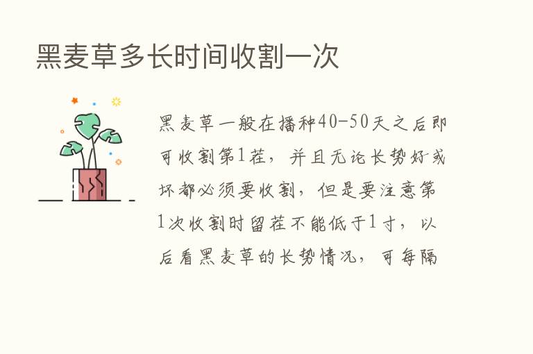 黑麦草多长时间收割一次