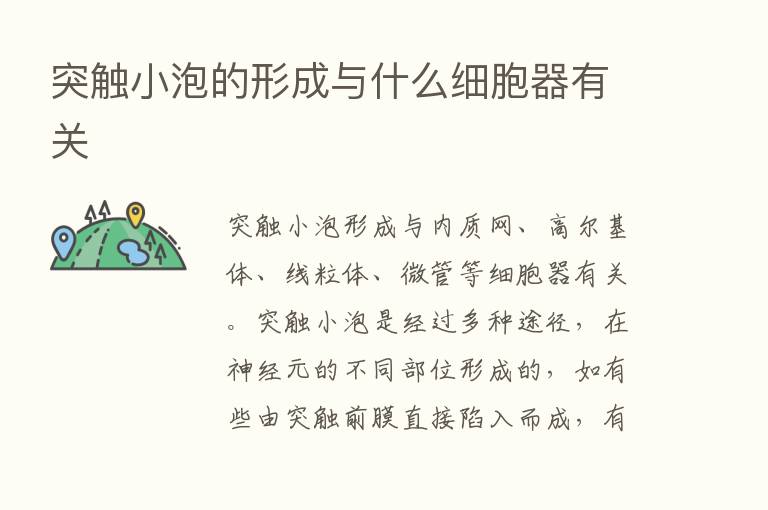 突触小泡的形成与什么细胞器有关