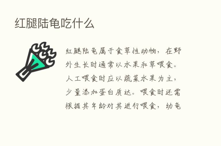 红腿陆龟吃什么