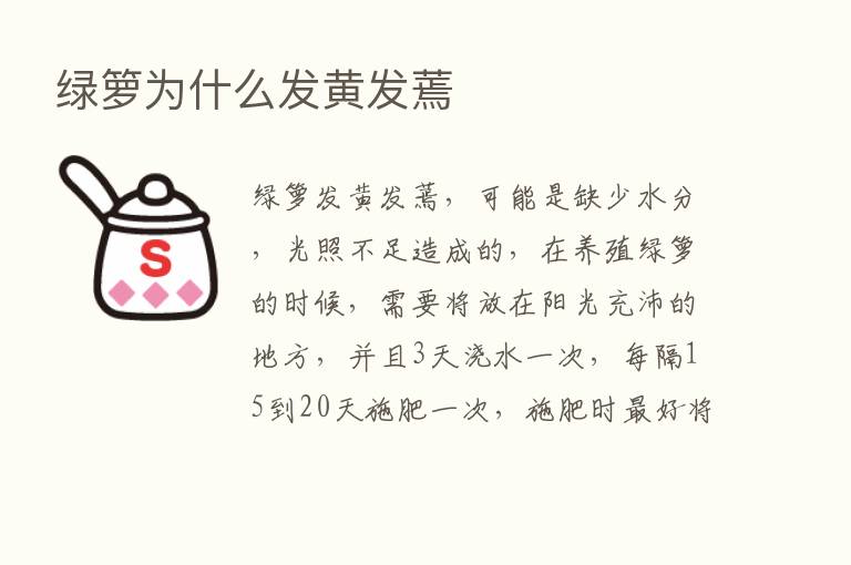 绿箩为什么发黄发蔫