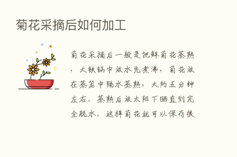 菊花采摘后如何加工