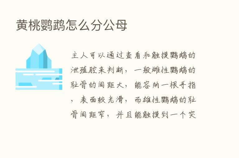 黄桃鹦鹉怎么分公母