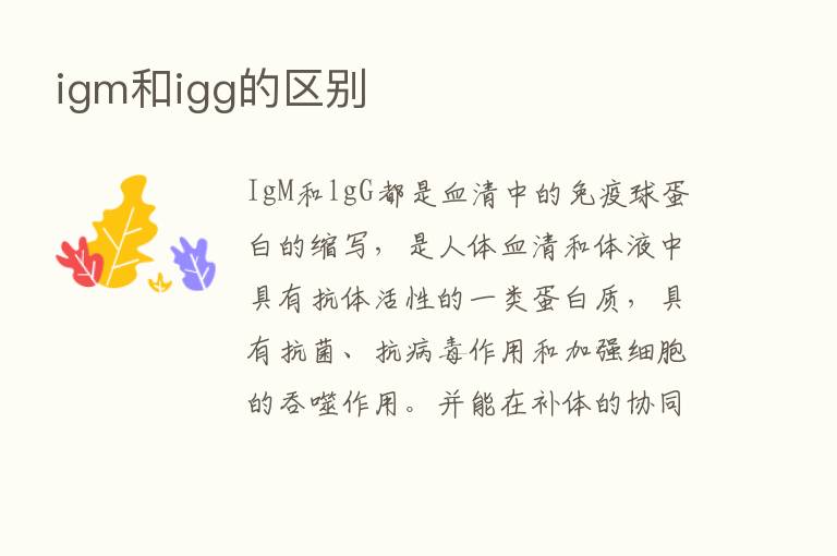 igm和igg的区别