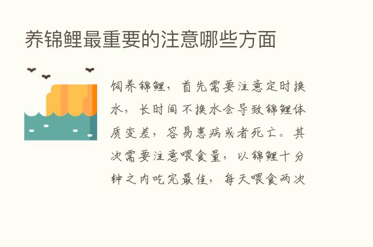 养锦鲤   重要的注意哪些方面