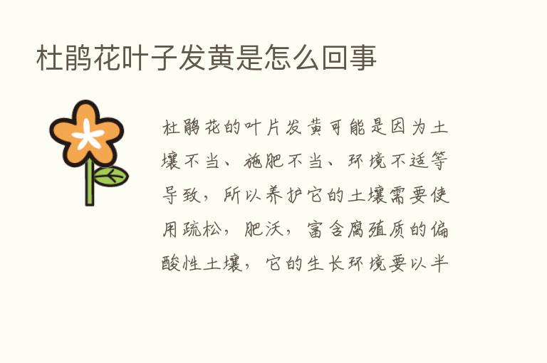 杜鹃花叶子发黄是怎么回事