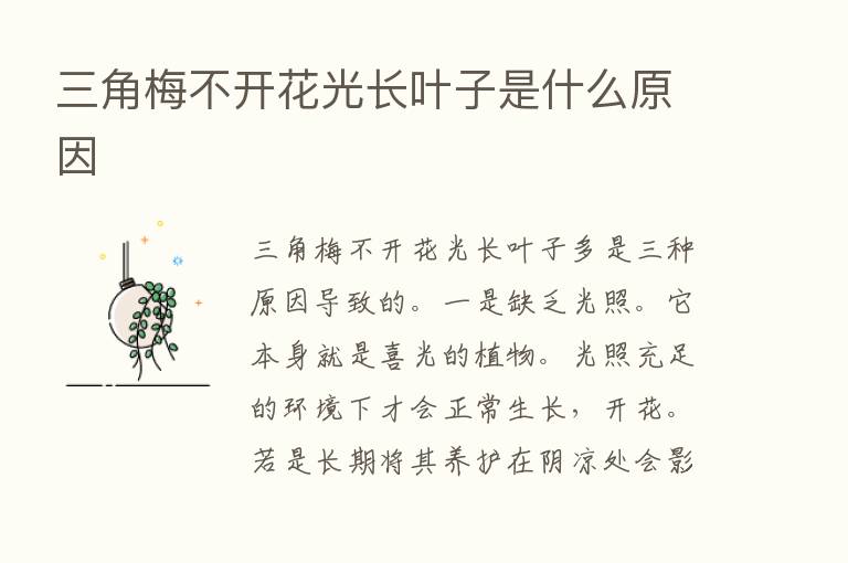 三角梅不开花光长叶子是什么原因